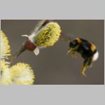 Bombus terrestris - Erdhummel 02.jpg